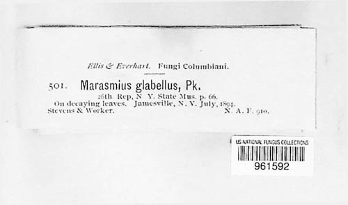 Marasmius glabellus image